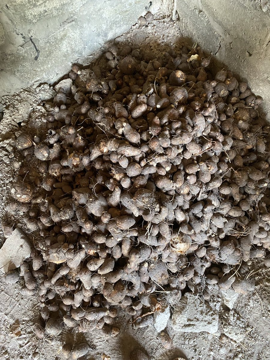 ballamine's tweet image. Première récolte de Taro