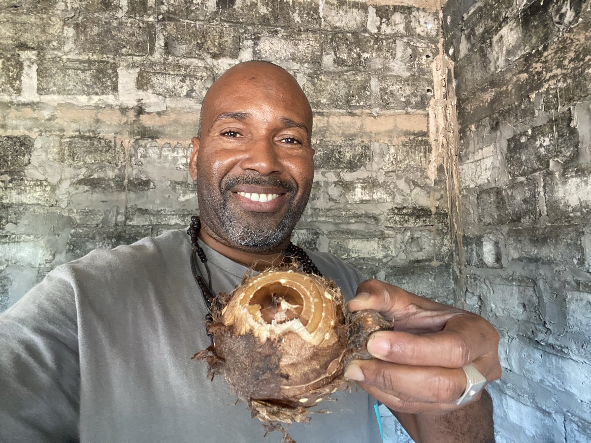 ballamine's tweet image. Première récolte de Taro