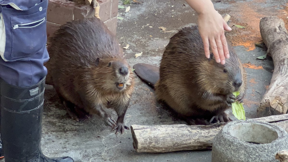 IS (@ISisIIIISSSS) / Posts / X