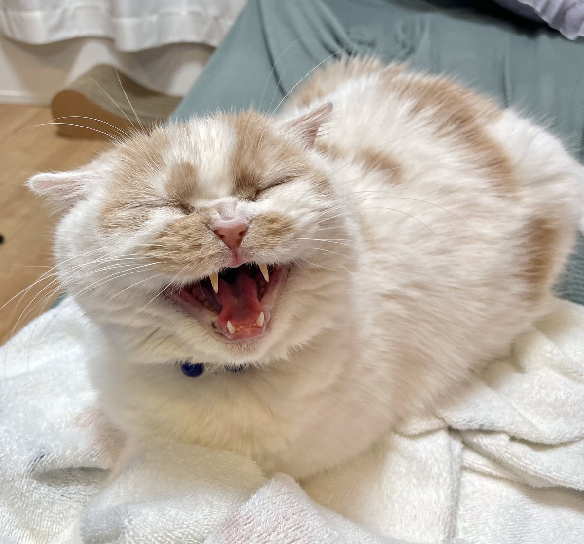 最近ご無沙汰でしたが、ホイちゃんは変わらず元気にホイホイしており