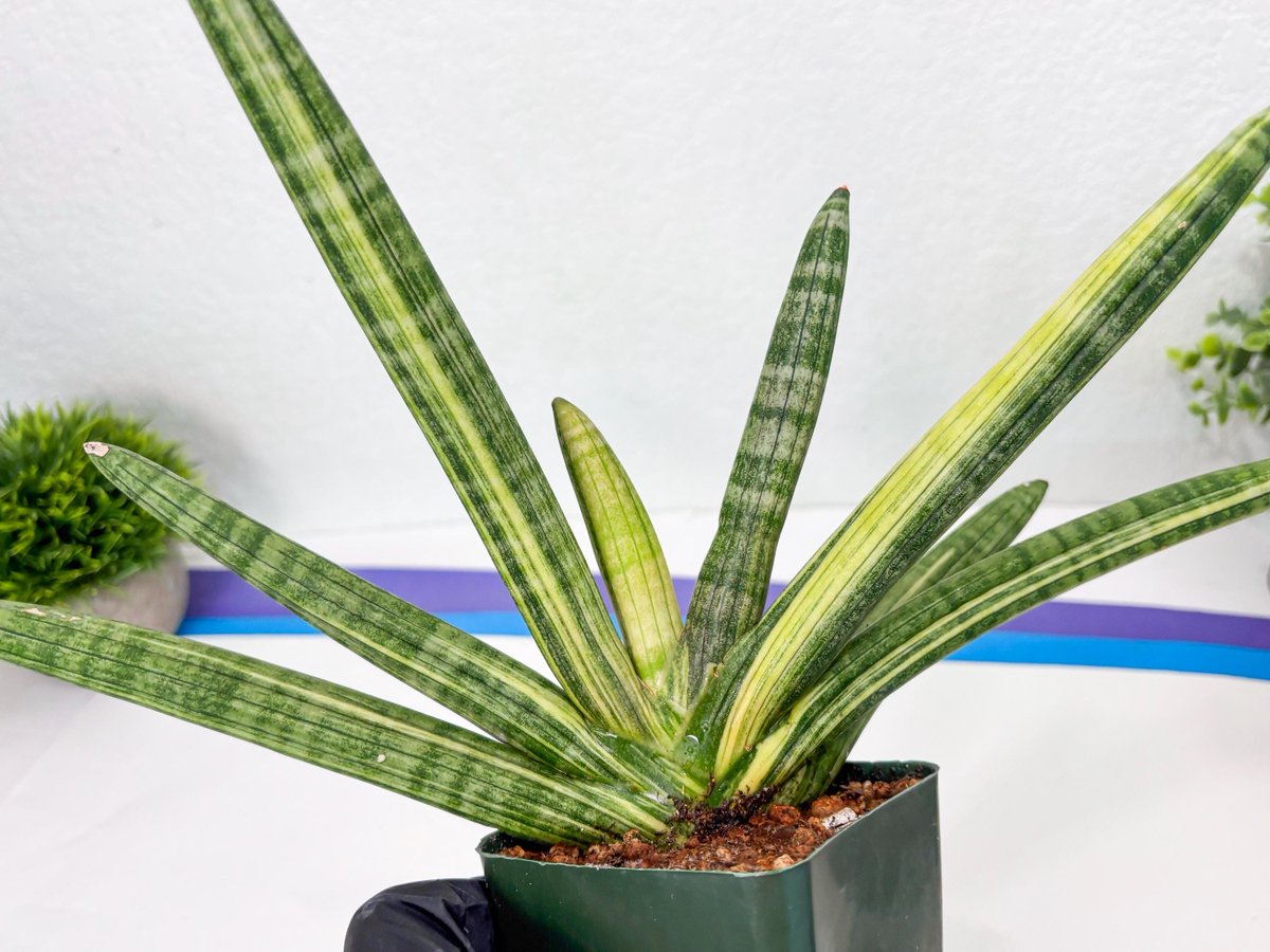 LvJungle's tweet photo. 🌿 Ready to elevate your indoor jungle? 
Meet the Sansevieria Boncel Var 

#plantsofinstagram #plantlover https://t.co/pt18wEPnFK
