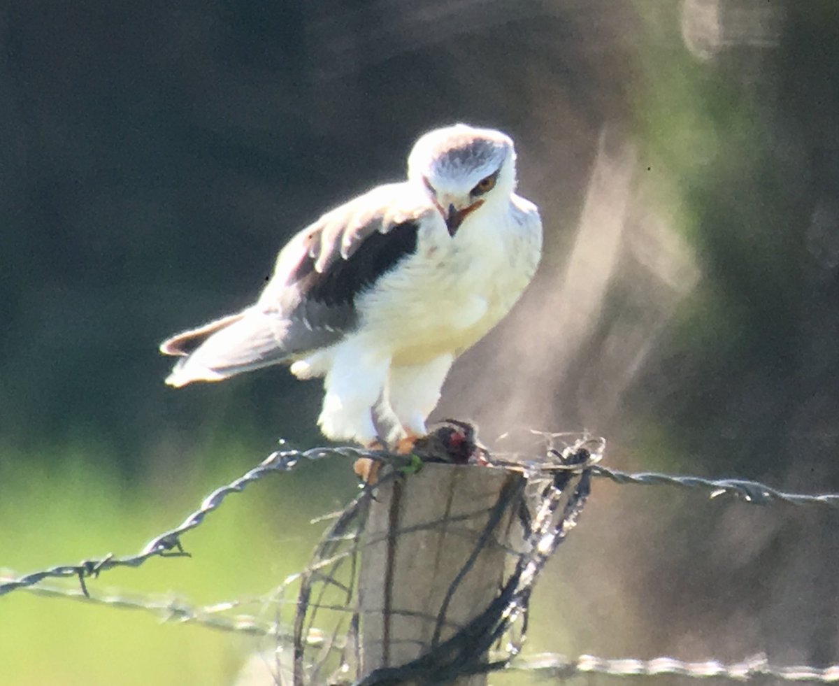 Mark Robanson tweet media