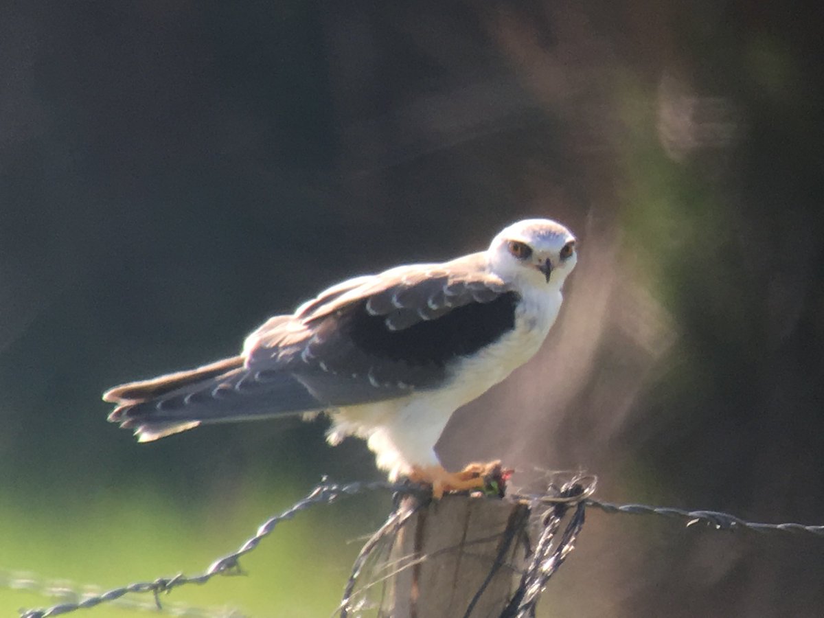 Mark Robanson tweet media