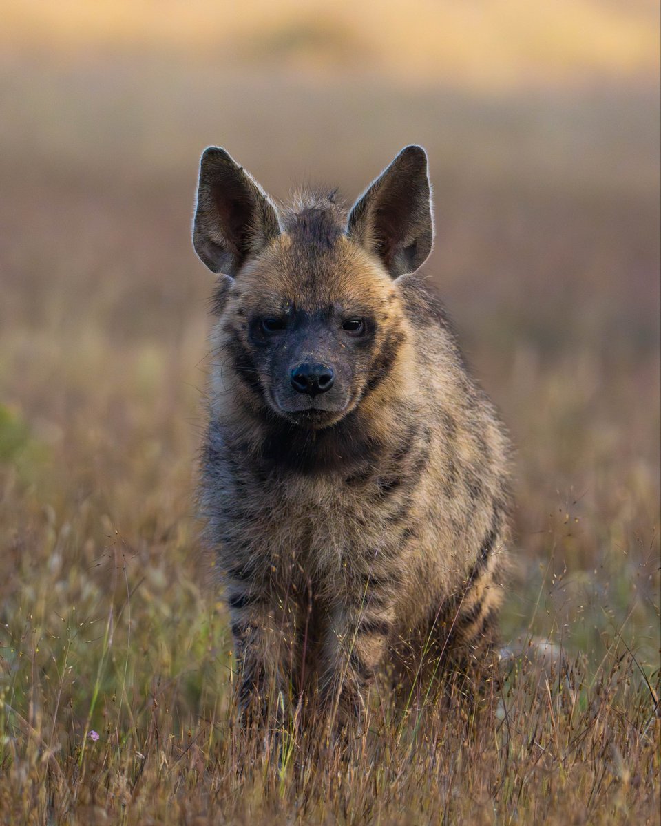 The Grasslands Trust tweet media