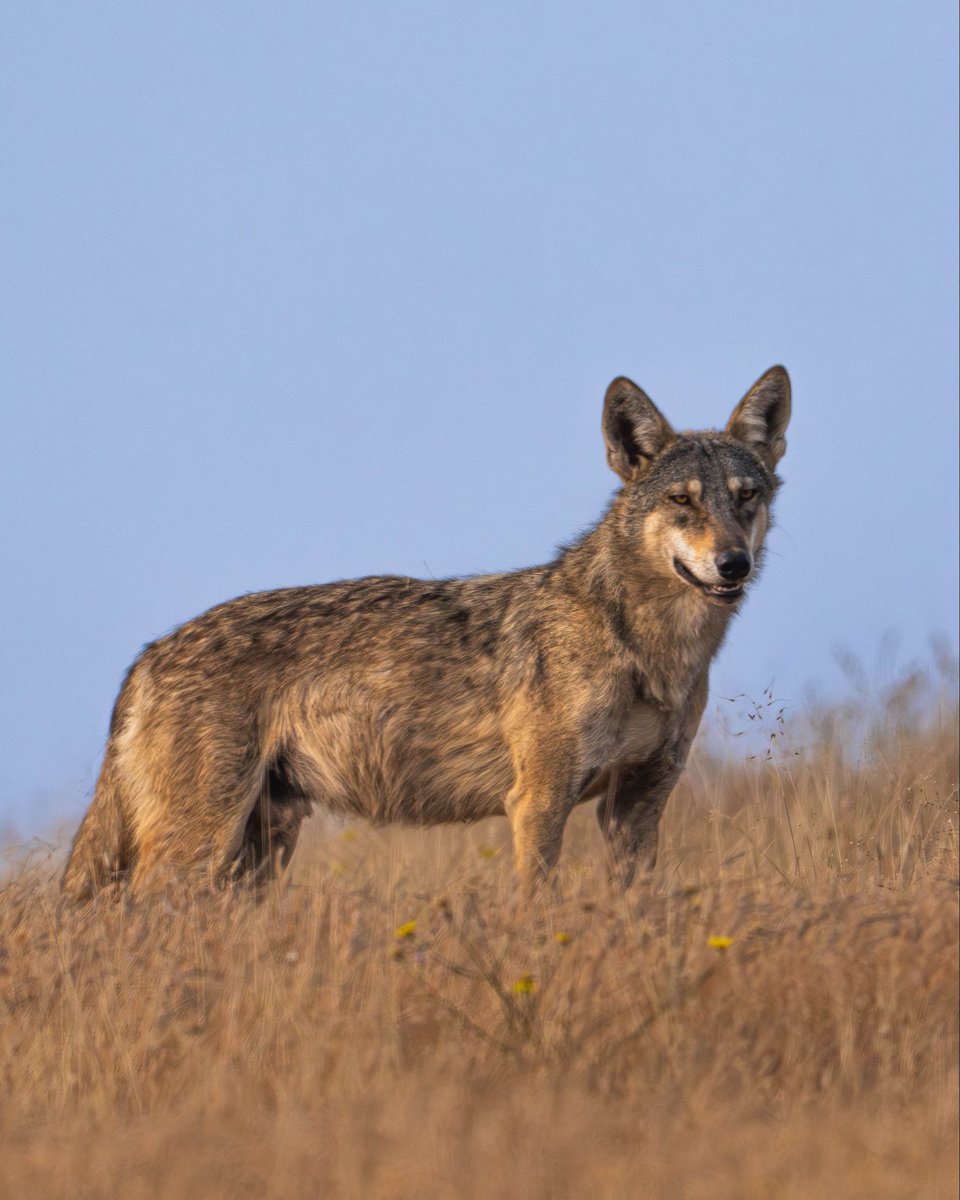 The Grasslands Trust tweet media