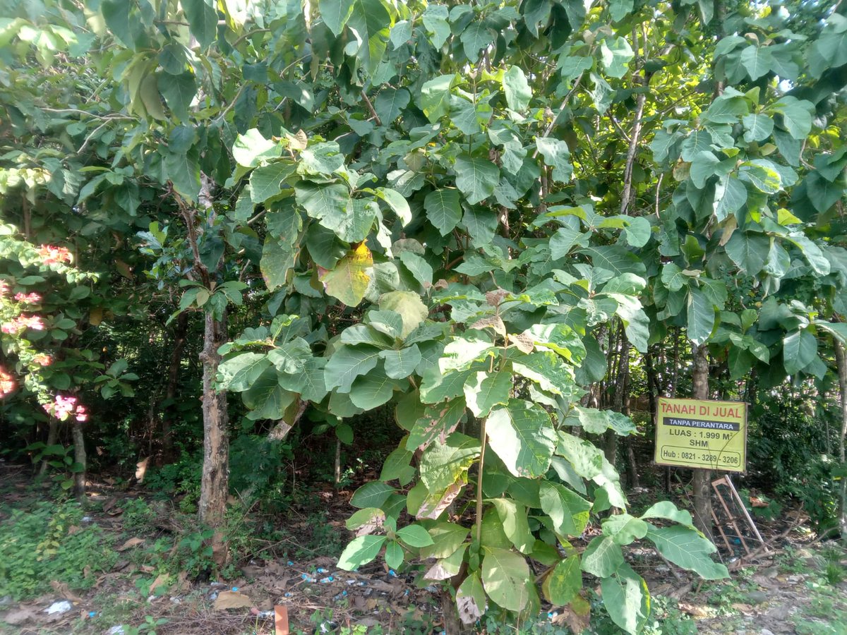 Takashi Murahe 🗡 tweet media