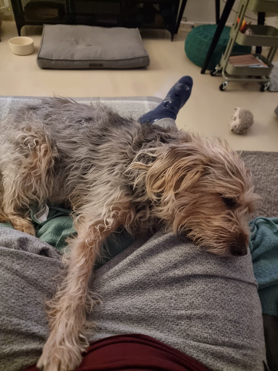 Yılsonu yorgunluğu🐕 #pera