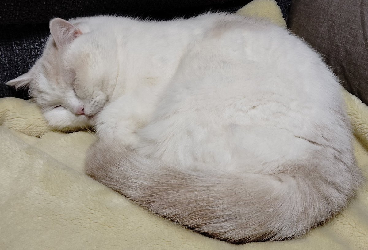 福ちゃん (@fukuchanwhite) / Posts / X