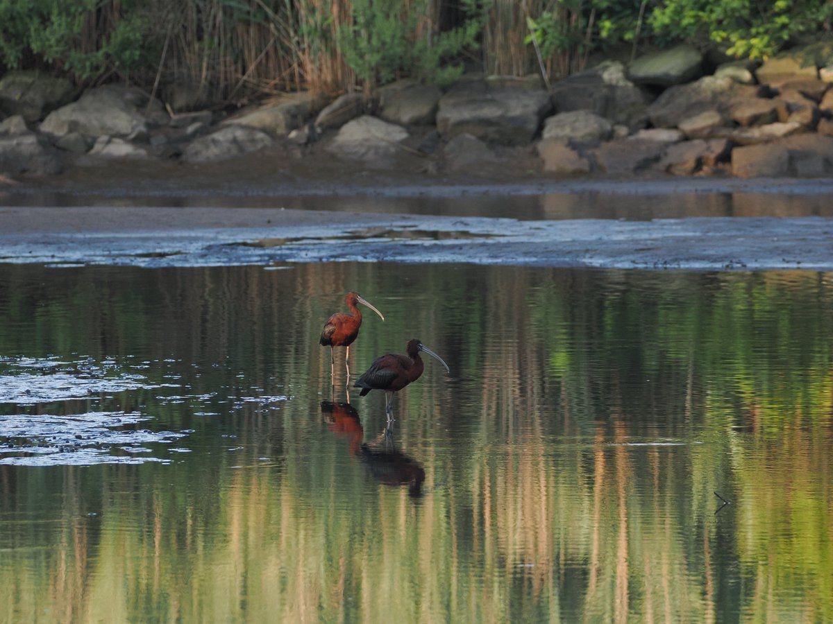 mawgdn's tweet photo. For #TwosDay two Glossy #Ibises #birdwatching #BirdsSeenIn2025 Oakwood Beach 08/02/25 https://t.co/IOCLShjaPm