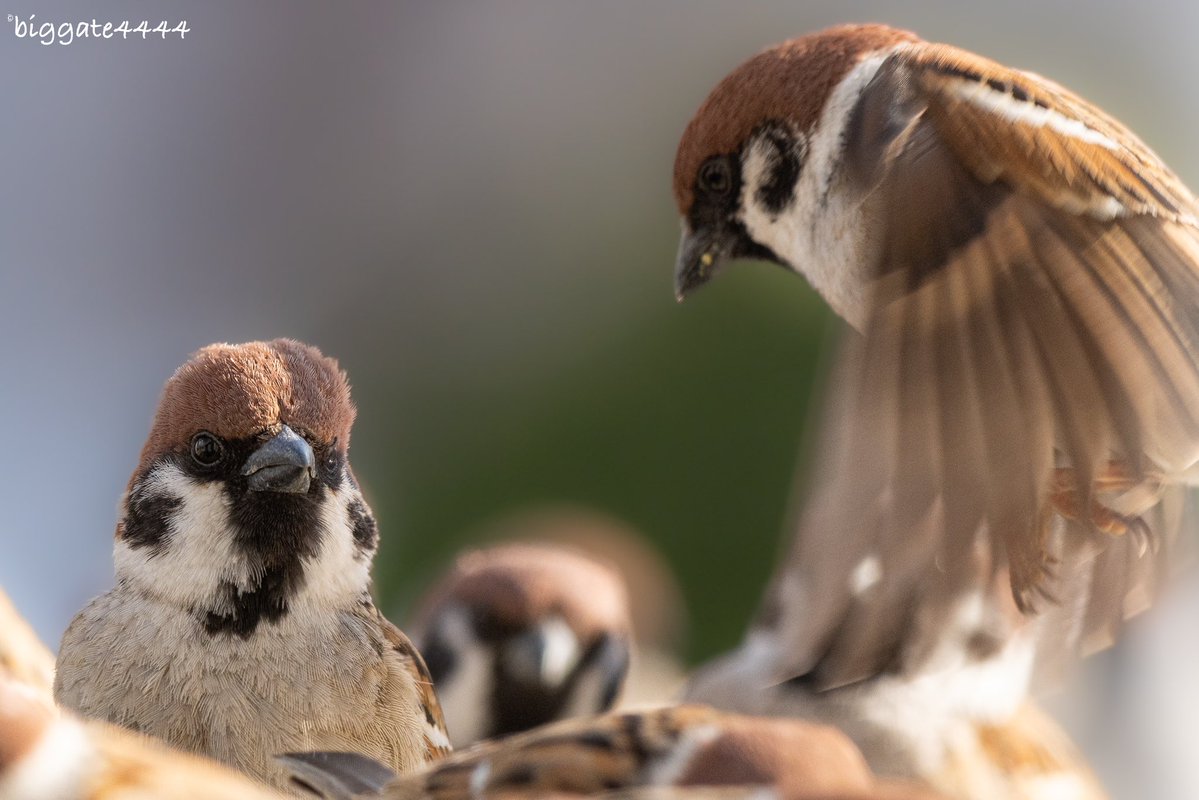 スズメページ zZ56lStqmEBSi8SRo3ch.jpg