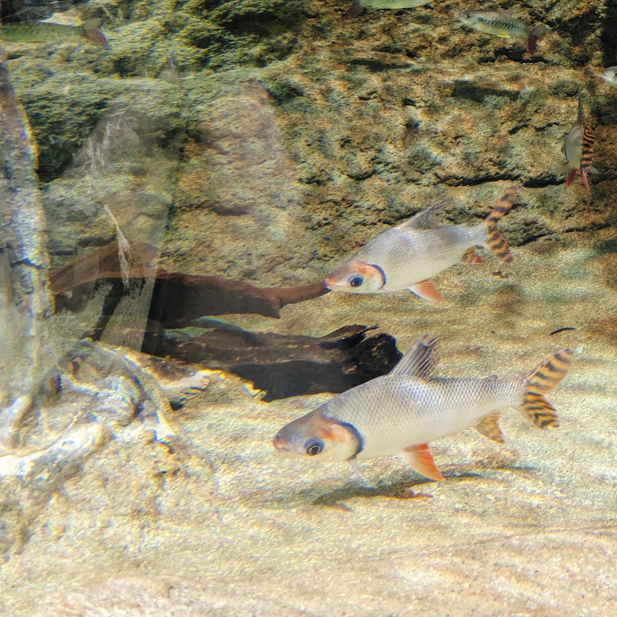 マォ(・8・) tweet media