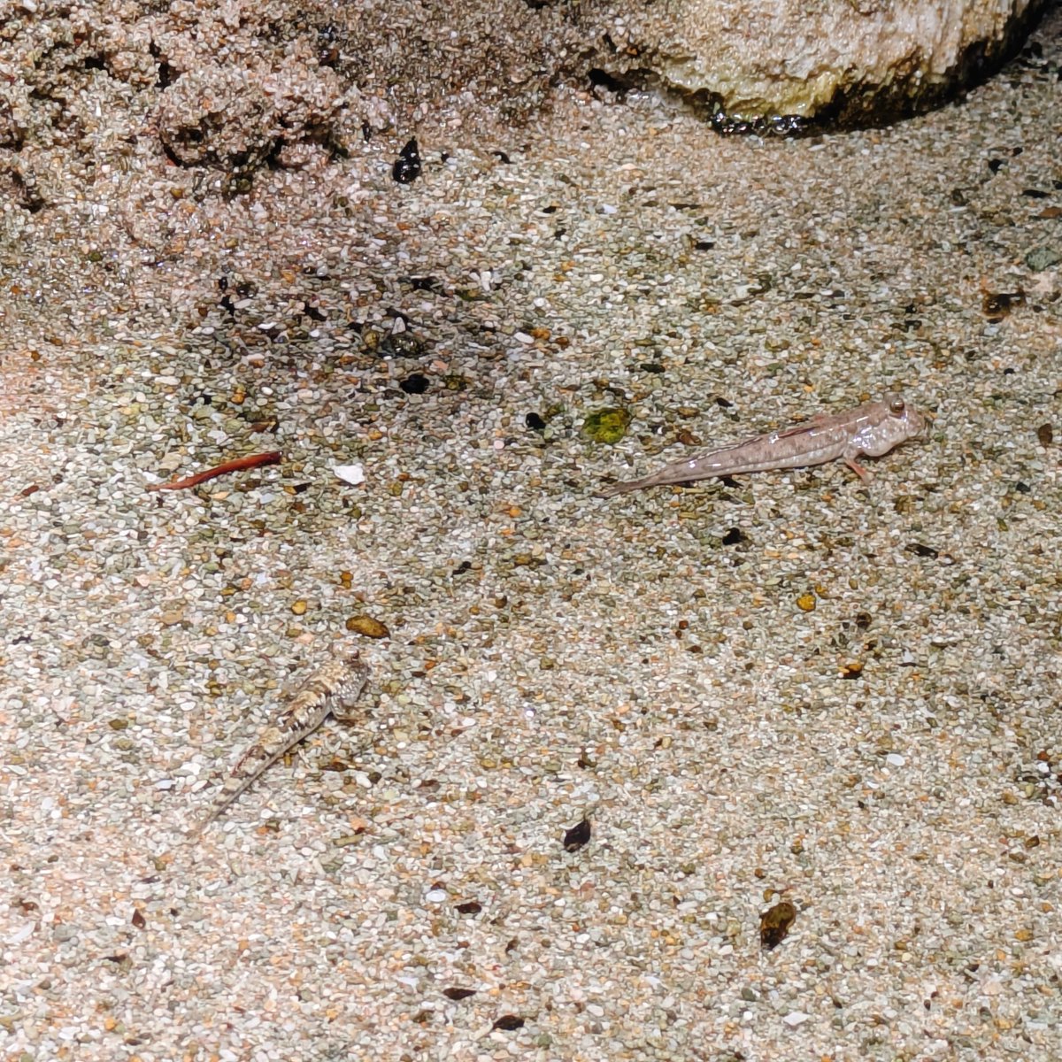 マォ(・8・) tweet media