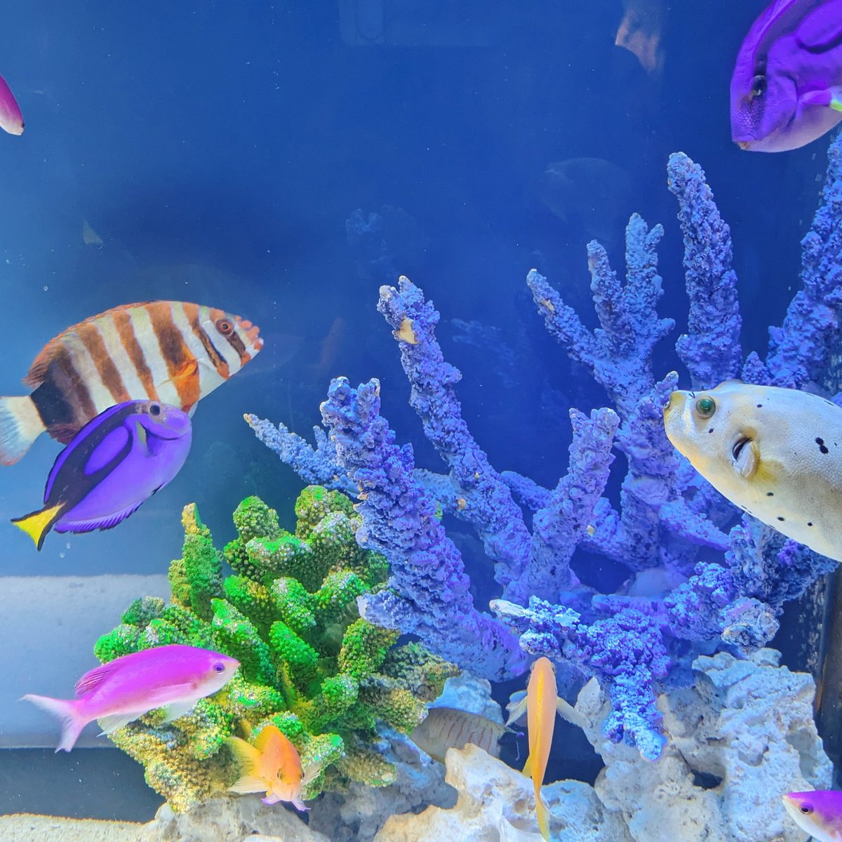 マォ(・8・) tweet media