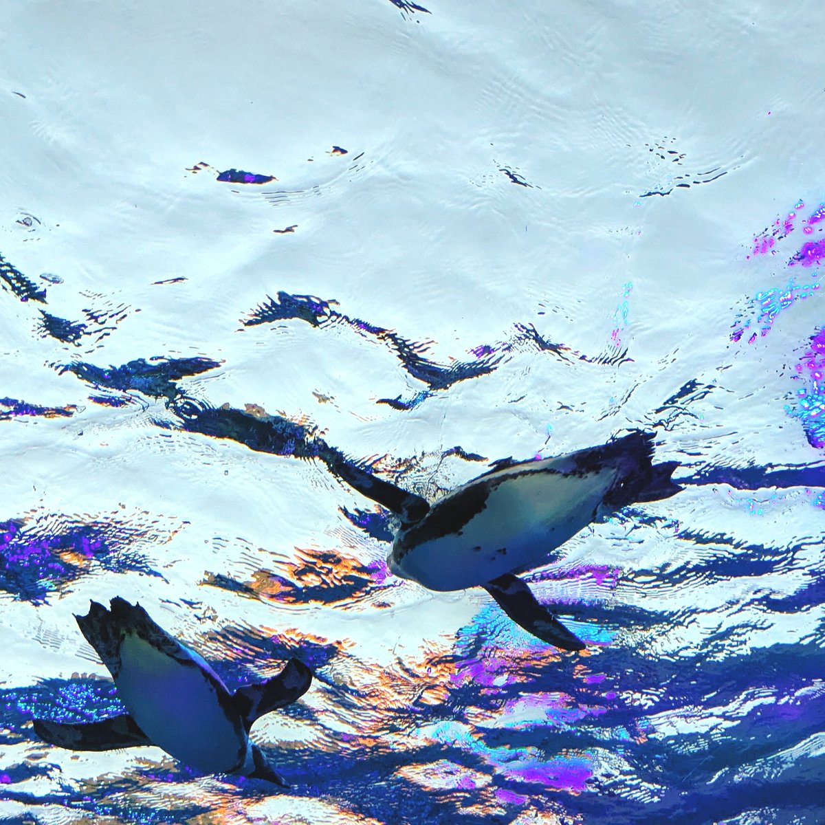 マォ(・8・) tweet media