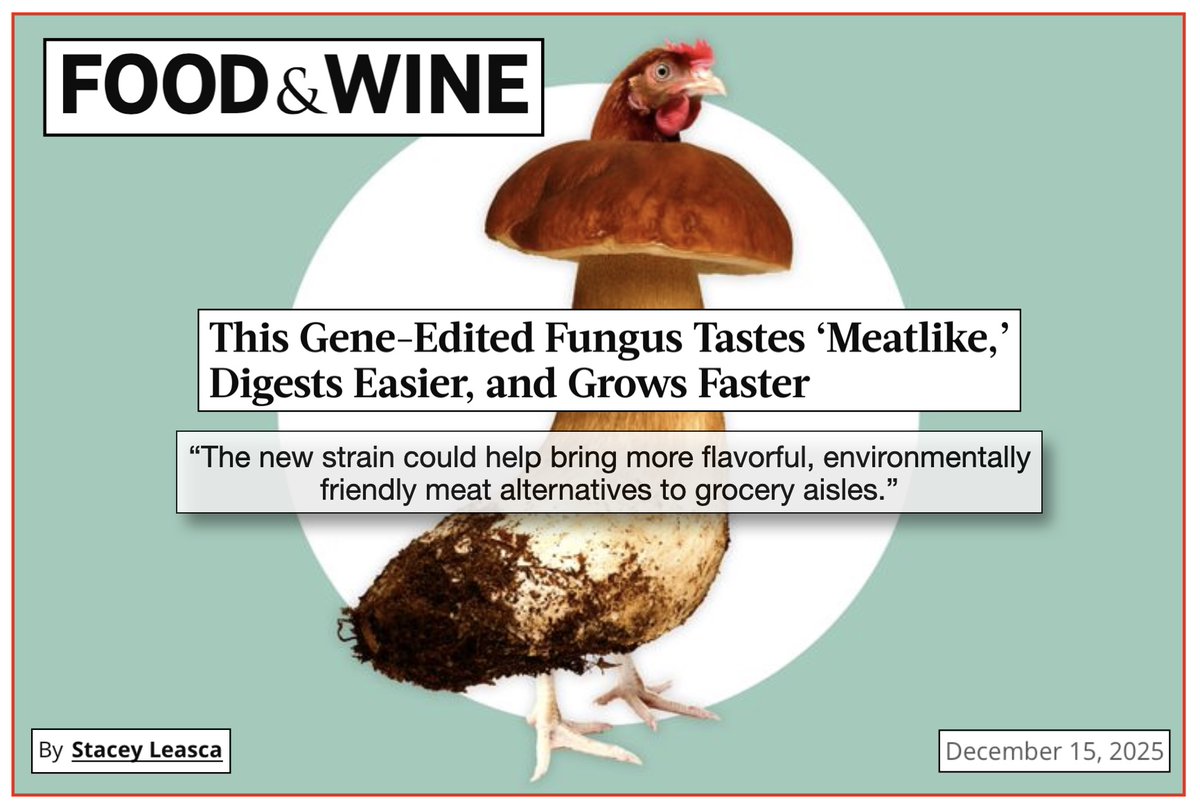 VegMediaWatch's tweet image. Thanks to @SLeasca of @foodandwine for reporting on the environmental benefits and "meatlike flavor" of #plantbased mycoprotein: "Compared with chicken production, cultivating this new mycoprotein uses 70% less land and cuts freshwater pollution by 78%, boosting its potential as…