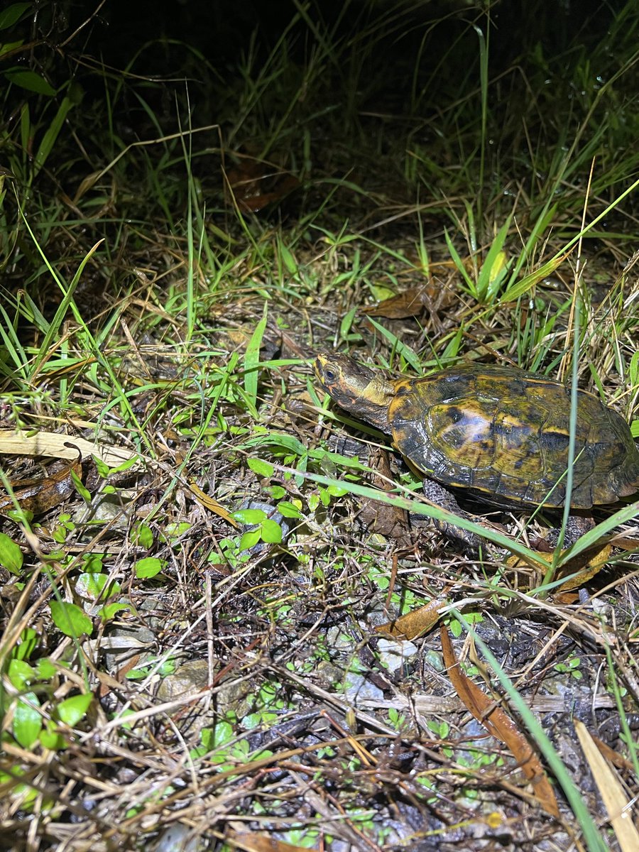 tkzt0202's tweet photo. ヤンバル探検
金ハブ　
リュウキュウヤマガメ
リュウキュウアオヘビ
ヤンバルトカゲモドキ https://t.co/NM6hr0OoNk