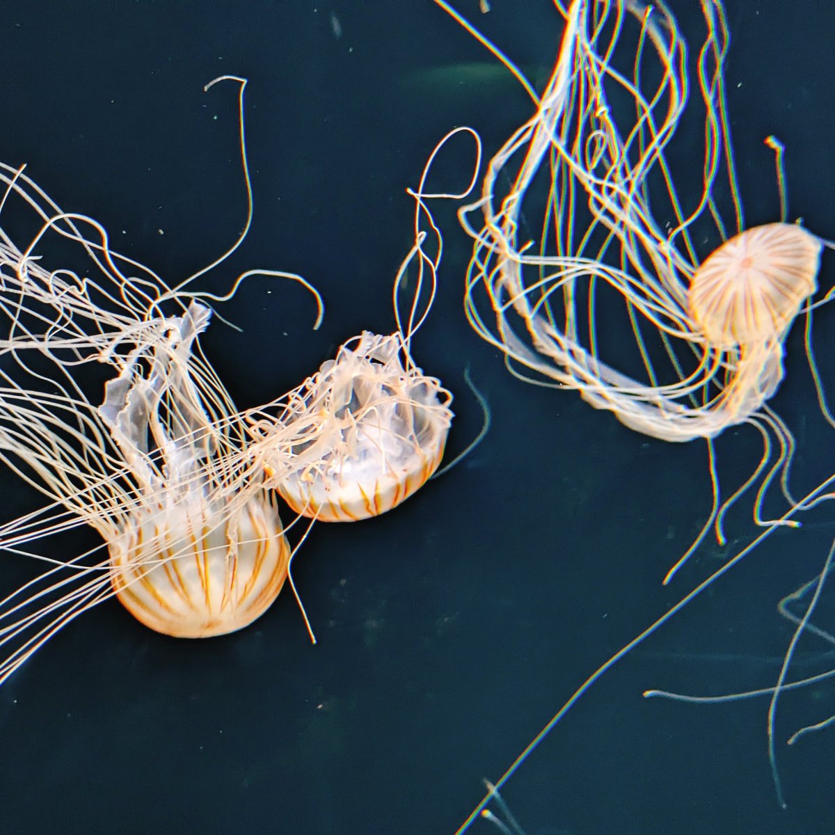 マォ(・8・) tweet media