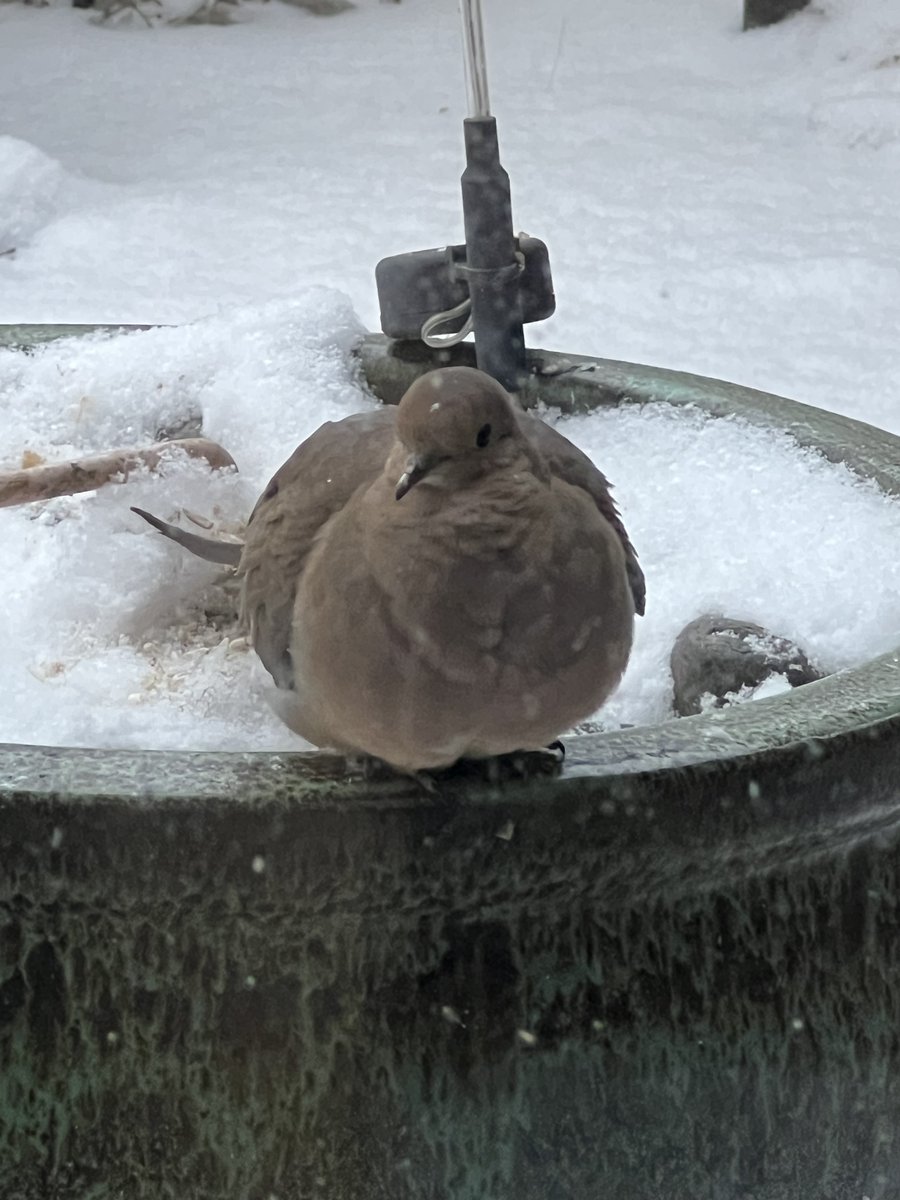 BeAShoe's tweet image. Mourning dove that sat for about 20 minutes staring at me.
Usually they freak out if I move a muscle but i just put out hot water in the bird bath and fresh food.
He ran headfirst into the screen earlier🤦🏻‍♀️😂
I made hand signals and told him he was safe here.
I guess it worked.