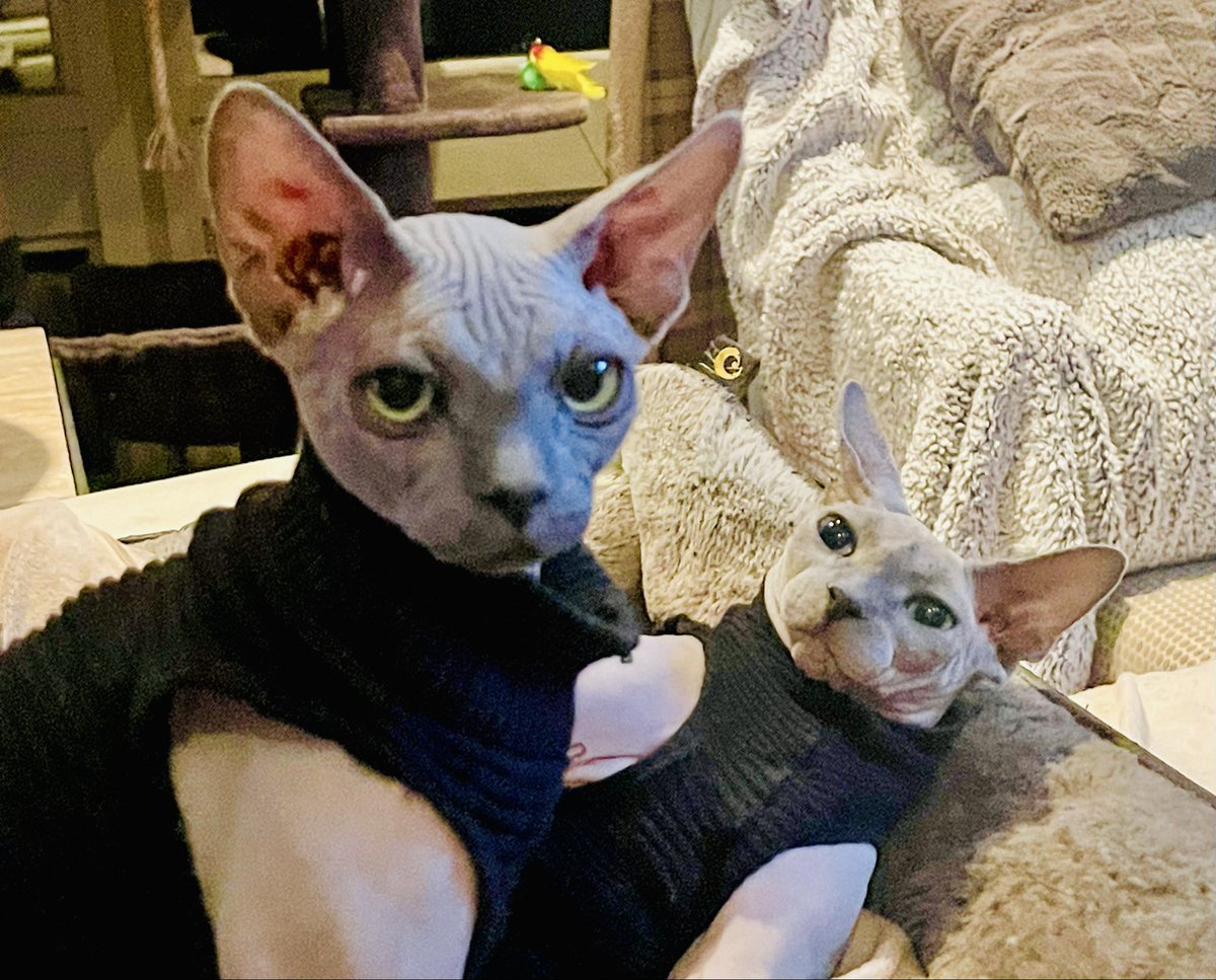 These two girls are Ukrainian was rescue cats living the good life in the USA, oblivious to Elon and Trump’s evil and the Twitter negativity cesspool.