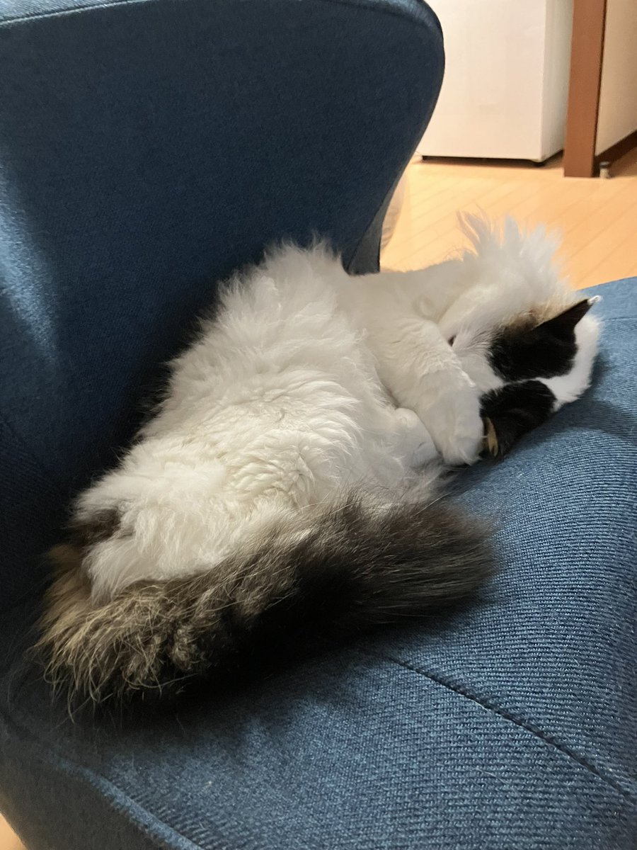 まぶし〜寝(ﾁﾗ見)