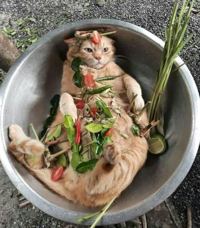 TranslatedCats's tweet photo. New year menu_spicy https://t.co/UKfnWpg3ZQ