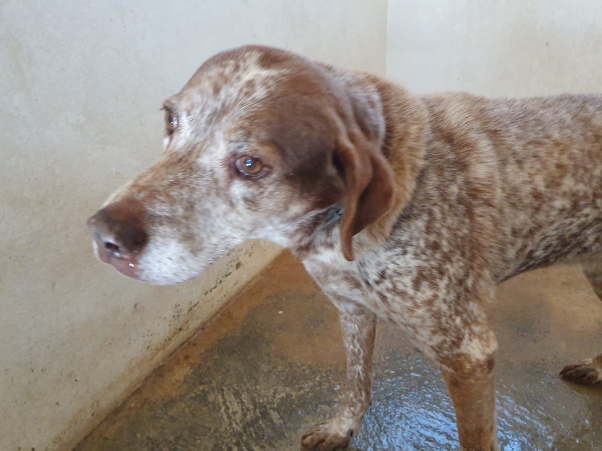 #VALENCIA
#GITANA tiene 14 años. Ha acabado en la perrera de la mano de quien menos esperó! Su propia humana... 😔

Es una perrita encantadora, pero se encuentra un poco desconcertada por la situación.

Vamos a ver si entre tod@s logramos sacarla, la pobre se merece algo mejor.