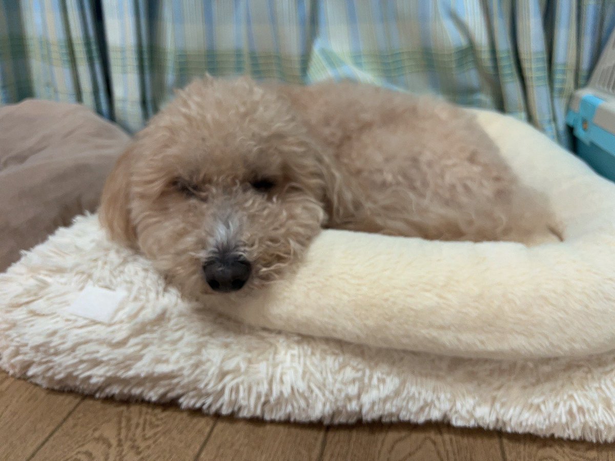 すかぽんたん.@Vtuber (@__Sukapon) / Posts / X