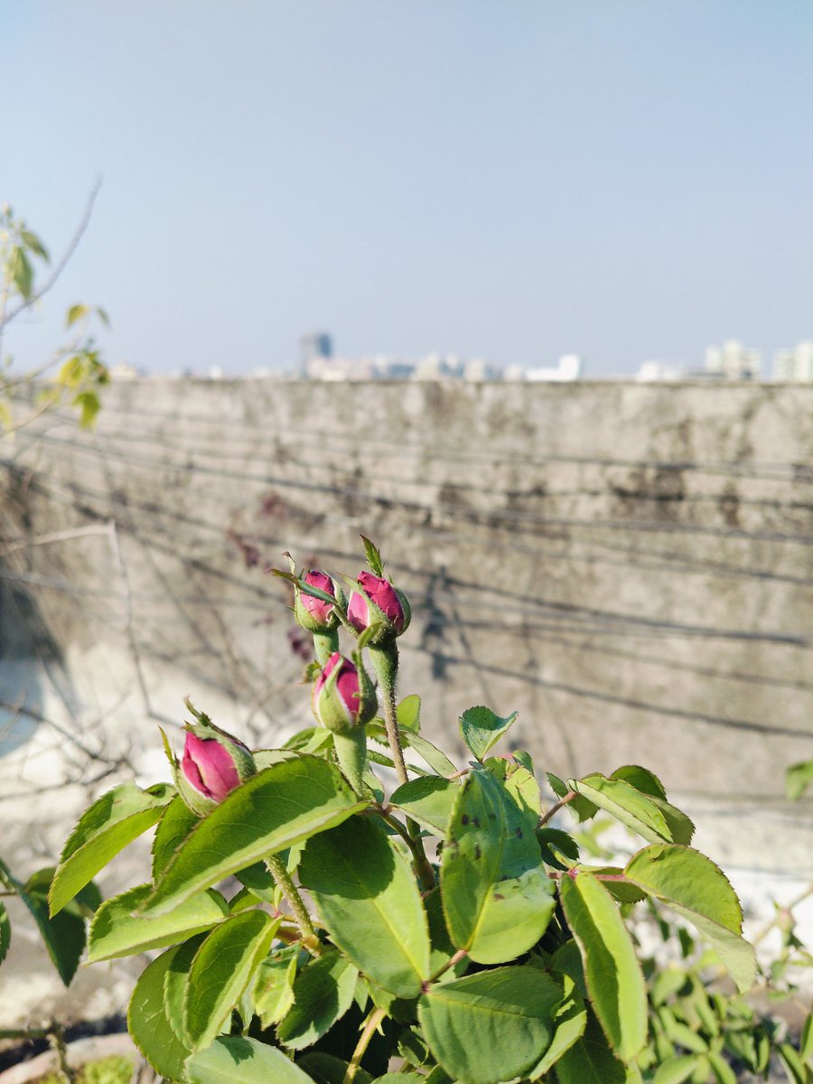Mansi_desh's tweet photo. 🌹
#FlowerPhotography
#FloralBeauty
#NatureLovers
#Bloom
#Petals
#FlowerOfTheDay
#NaturePhotography https://t.co/aG9gIzokev