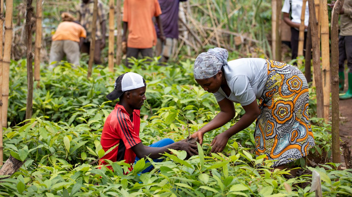 RwandAgriExport's tweet photo. 🌱Planting seedlings for a sustainable horticulture sector.

In 2025 alone, #NAEB, through #PSAC Project, supported farmers in planting over 200,000 fruit seedlings — including avocado, mango, and macadamia — across @RusiziDistrict , @BugeseraDistr, @RwamaganaDistr, @NyanzaDistrict , @HuyeDistrict , @KarongiDistr and @RutsiroDistric. This intervention underscores ongoing efforts to build a sustainable and competitive horticulture export value chain.

🚀 Looking ahead, more than 450,000 fruit seedlings will be planted over the next four years, accelerating sector growth, increasing export volumes, and improving farmers’ livelihoods.