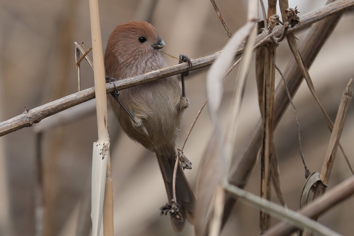 tkst (@d6u3r8ivy7) / Posts / X