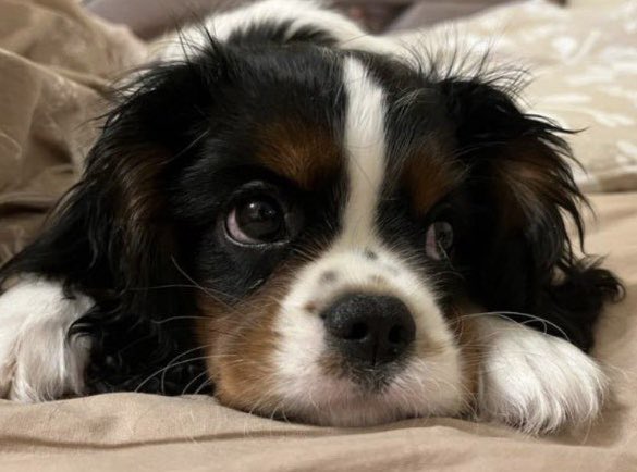 evllko's tweet image. 2025.

• гейм-дев -&amp;gt; бигтех. привет, Яндекс
• снова 1 игра (корп. гейм-джем)
• путешествия: 🇨🇳🇷🇸
• снова немного соревнований: Yandex Cup (~20 место, не вышел в финал), внутренний контест (3 место)
• собака! очень много собаки в этом году