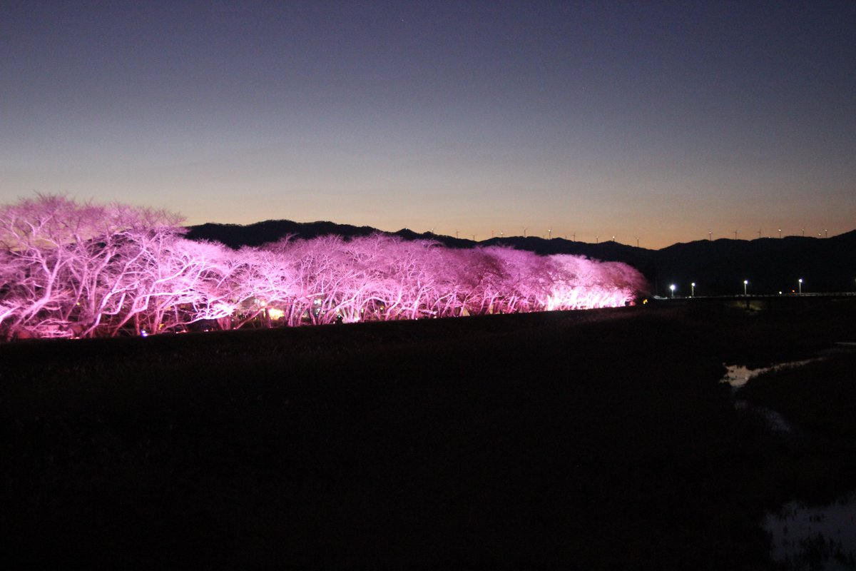 この時期に河川敷の桜が満開！！ ではなく…ピンク色のライトアップ