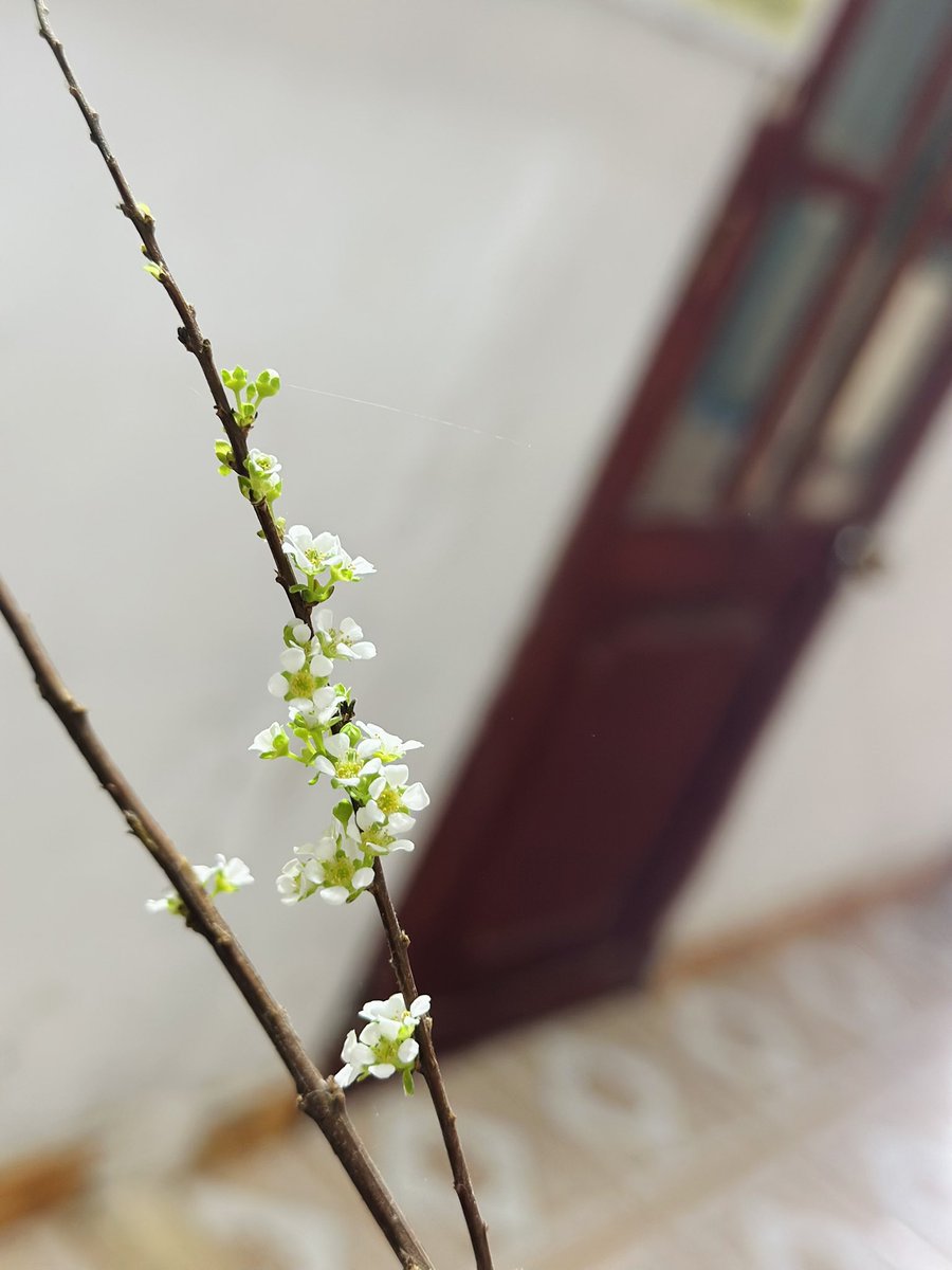 Tính ra năm nay chăm tuyết mai có chút tiến bộ =))