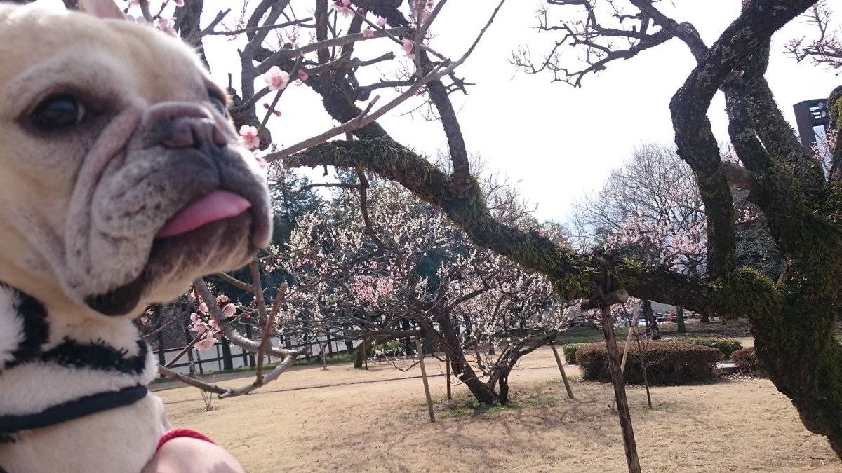 initial_kuro's tweet image. #たまに上げたくなる画像
梅🌼の咲く季節とピーちゃんのちょっと出たベロ😅