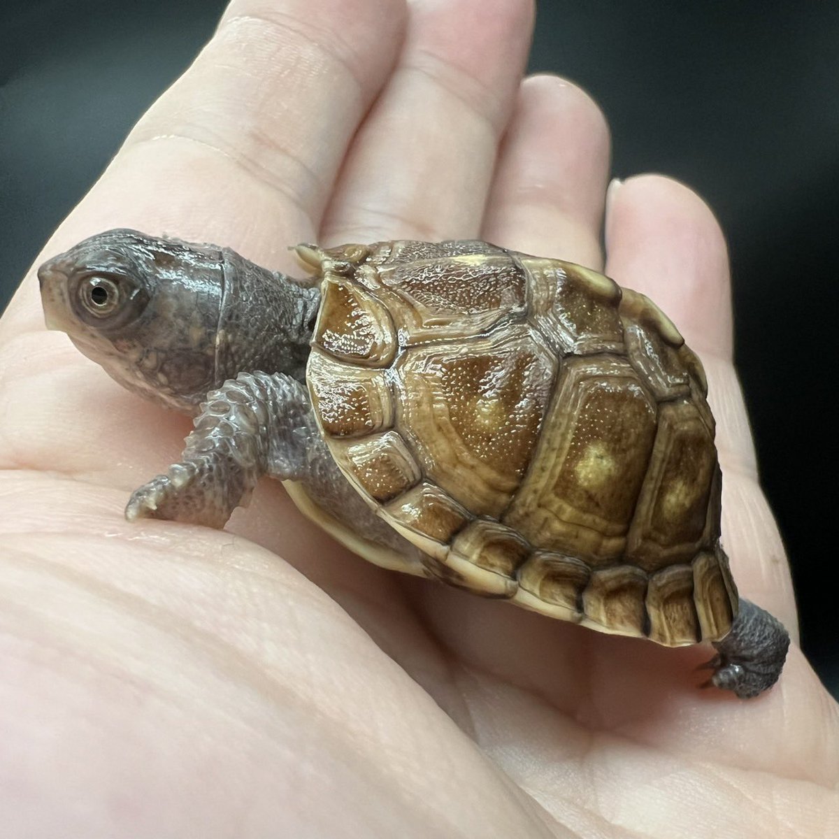 tito (@34_wgnc) / Posts / X