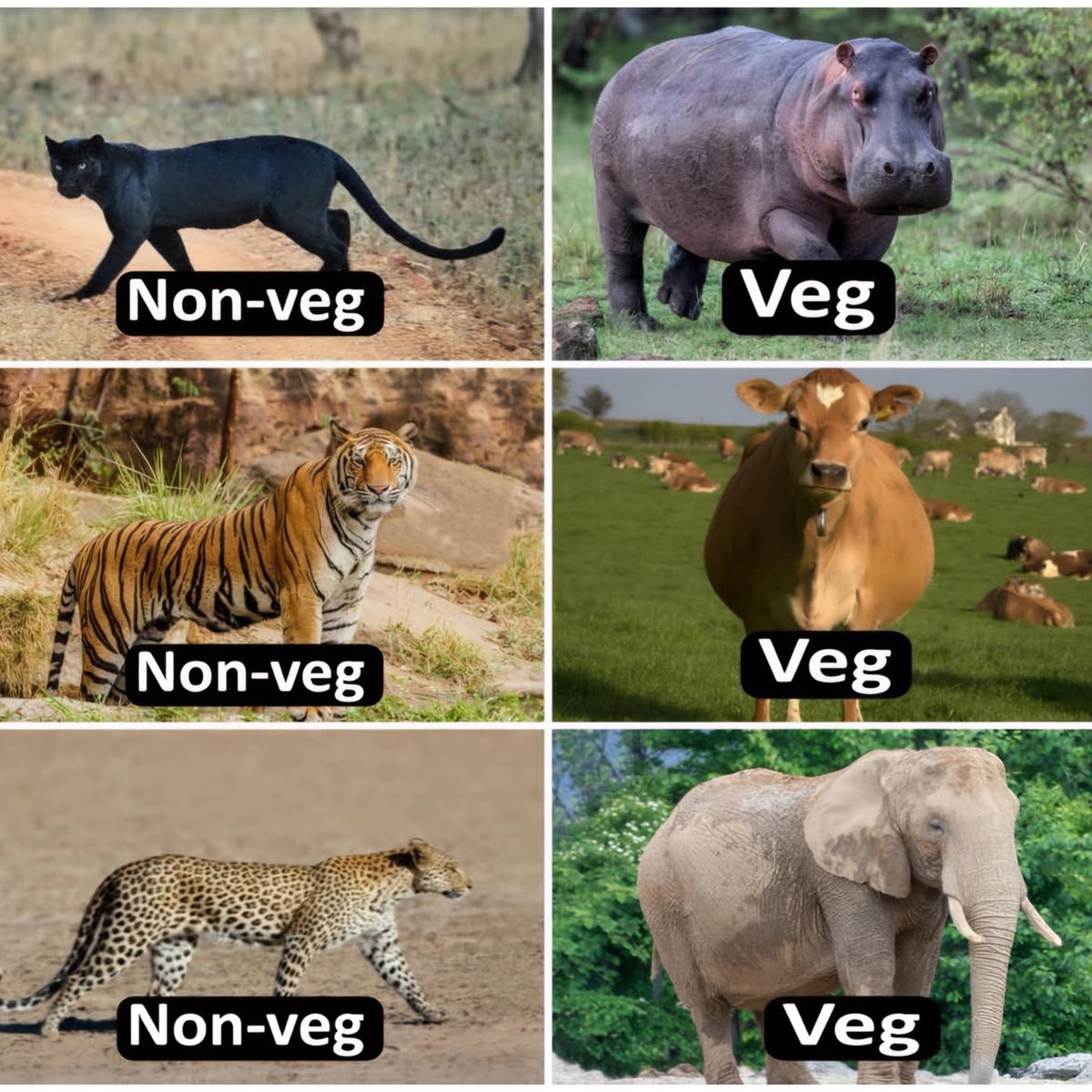 Moral of the Story 😂

Non-veg : Fit and active
Veg : Obese and lazy