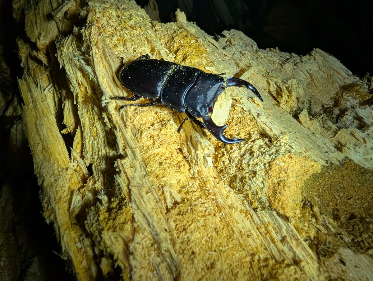 ❦Citrus❦ tweet media