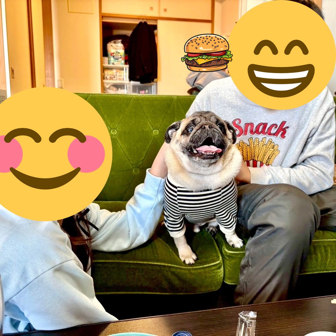 パグ パグ・レボリューション89 | 公益社団法人アニマル・ドネーション