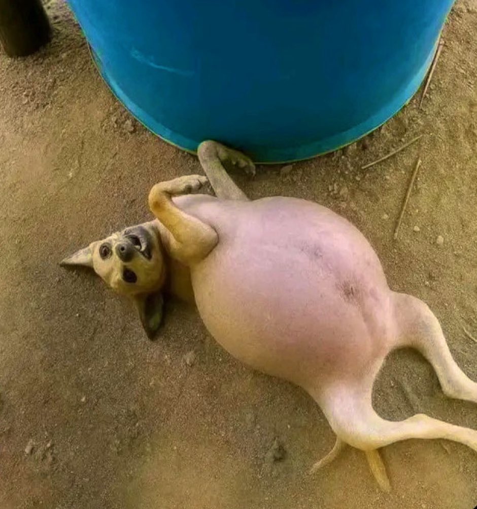 Ngoni Alex Robbins tweet media