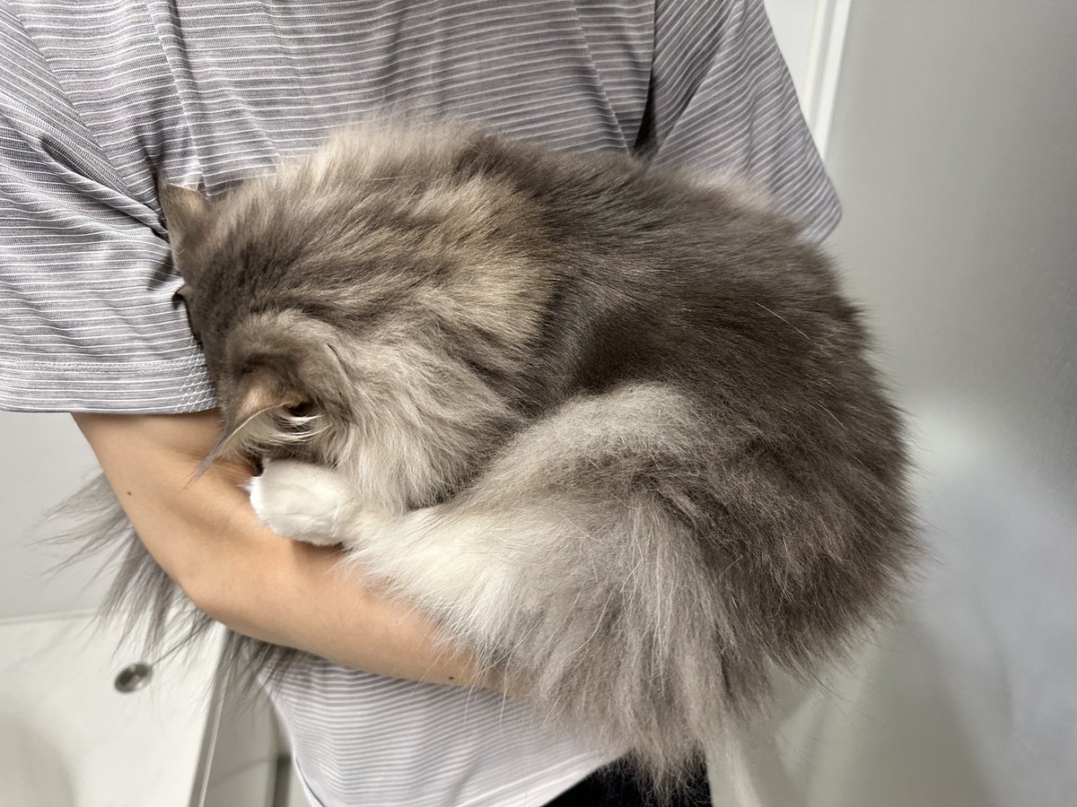 Theodor0623's tweet photo. 今月のシャンプーやだやだ毛玉です https://t.co/AmP3LWW6Az