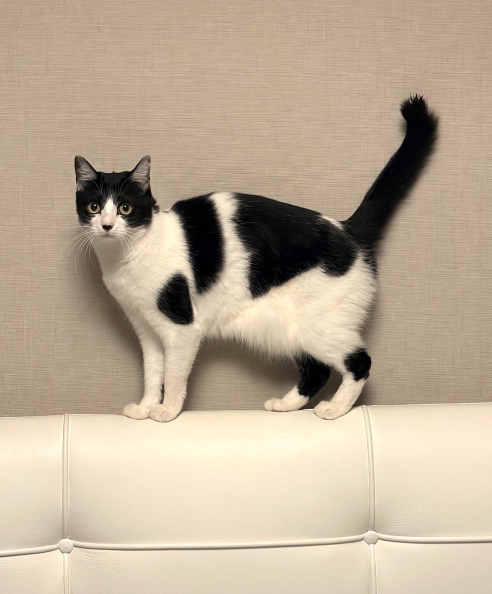 あやこ様 ご確認様 藤あや子 今年最後の身支度 「問題はじゃこだね〜」 苦悩を告白