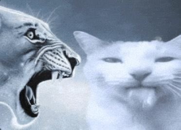 ✧ Nati ✧ fattie dawg tweet media