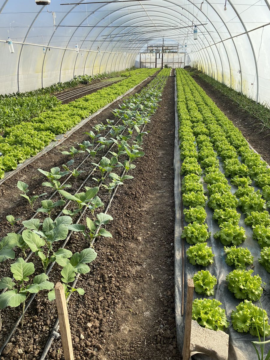 Hasat zamanı 🥬 

29.10.2025 ⏭️ 30.12.2025