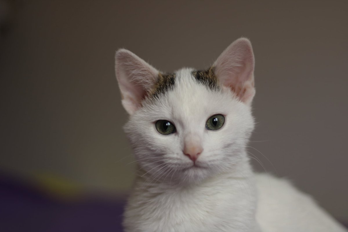 On nie potrafi poprosić o pomoc. Robimy to za niego. Każda wpłata, każde udostępnienie to dla Tediego krok bliżej zdrowia 🐱

ratujemyzwierzaki.pl/tedii