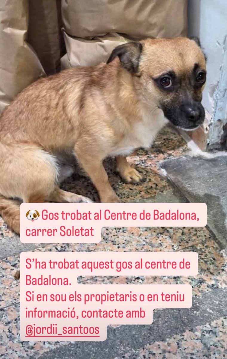 areagossosbdn's tweet photo. 🆘🆘¡¡ATENCIÓN!!🆘🆘
Perro recogido en el barri #ElCentre #Badalona
Se busca a su familia.
Cualquier información ponerse en contacto con la dirección del post.
Máxima difusión
📣📣📣
#XarxaBarcelonaPerduts #FemXarxa https://t.co/3lR348ozOw