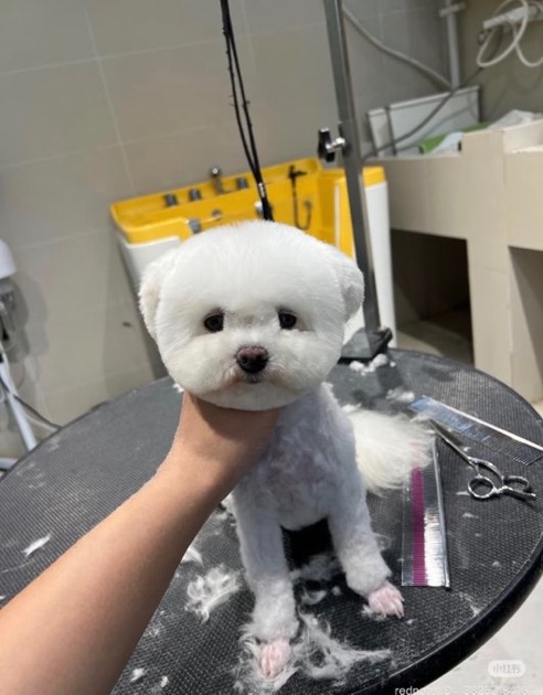 MILESmcc's tweet photo. 四角に切られすぎた実家の犬見て https://t.co/08Kc5DNuVP