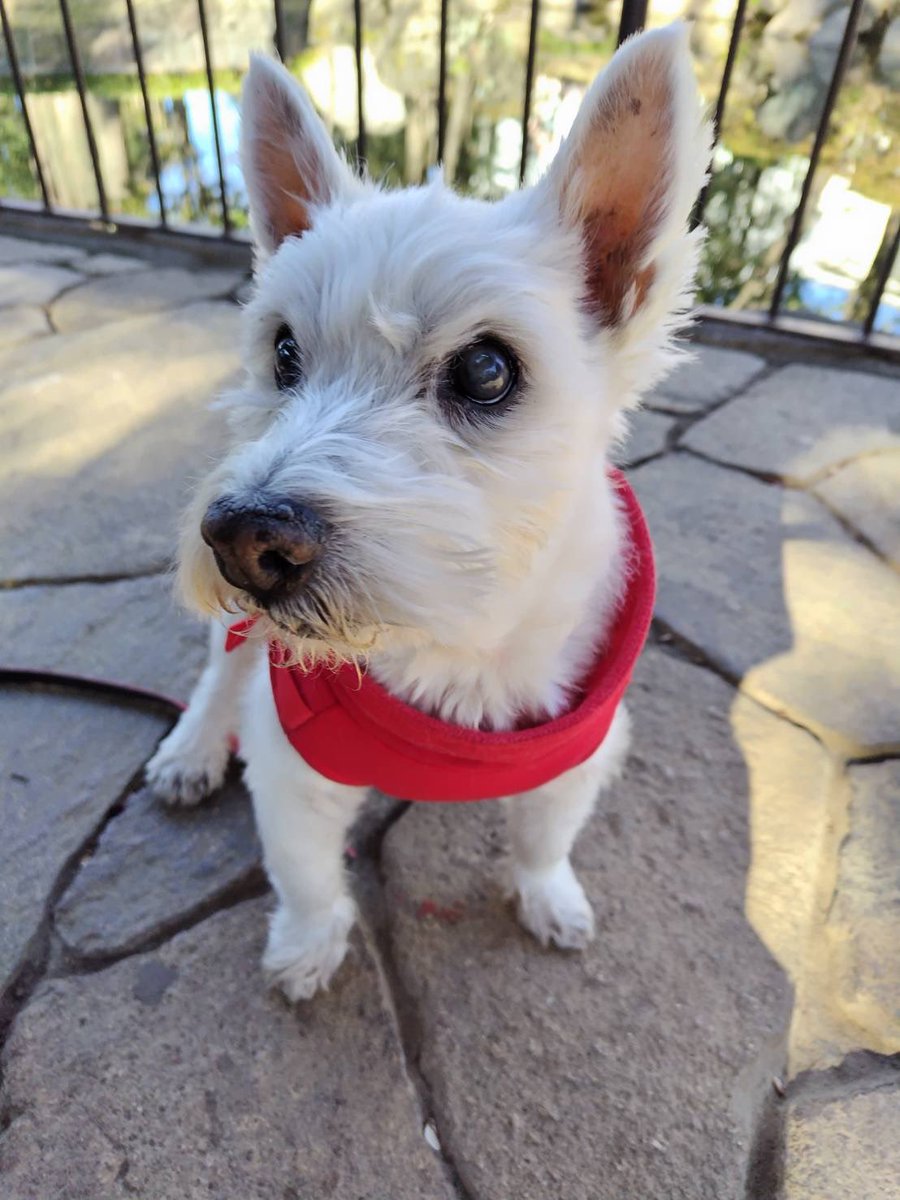 ちーちゃんですけどもっ第3巻予約発売中です❗️ (@ymc_cheezu