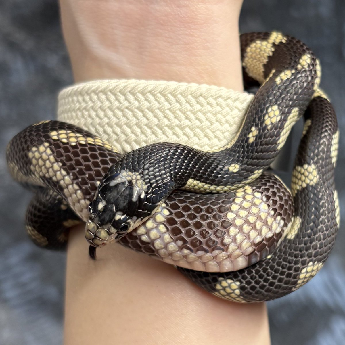 らぼ・桃白白🦎 tweet media