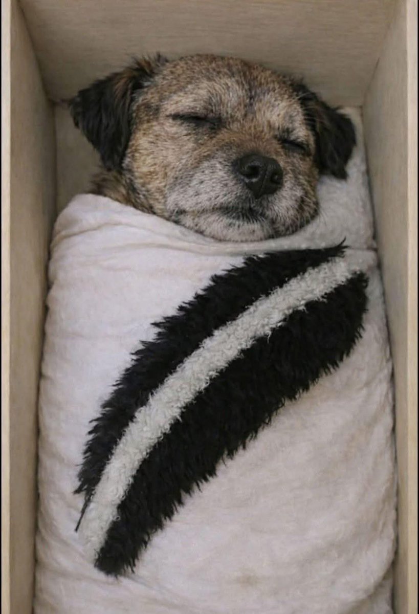 Today, Mila fell asleep for the final time, taking with her that silent presence that paced through my home and leaving an indescribable, yet palpable void everywhere.

She was never just an ordinary friend..she was my discreet companion, always by my side, able to lighten even