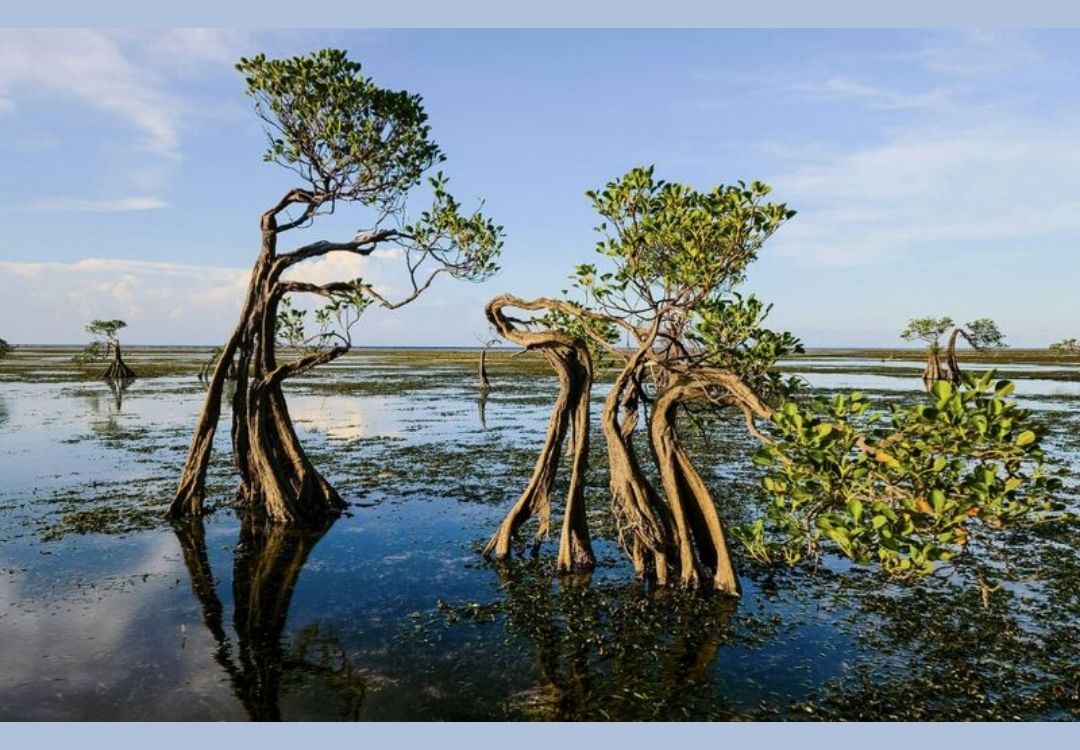 The University of Southampton is offering a fully funded PhD opportunity focused on Living Seascapes: Biodiversity, Ecosystem Services, and Equitable Marine Conservation in the Western #IndianOcean
tourismer.io/phd-opportunit…
#Tourismer #Sustainabletourism #Responsibletourism